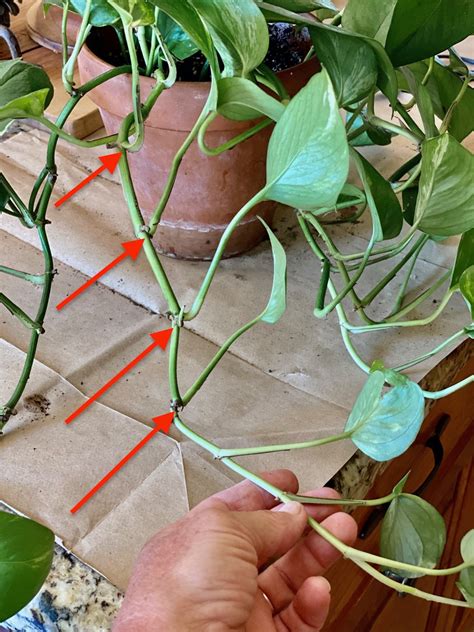How to Propagate Pothos - Nature Way