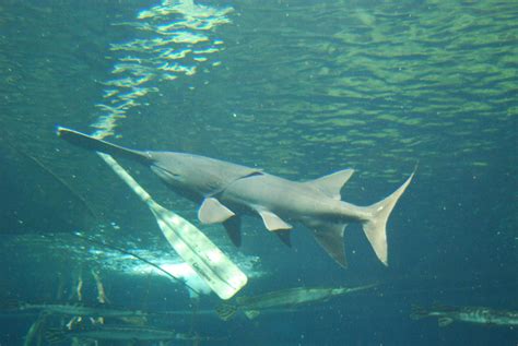 Real Monstrosities: Paddlefish