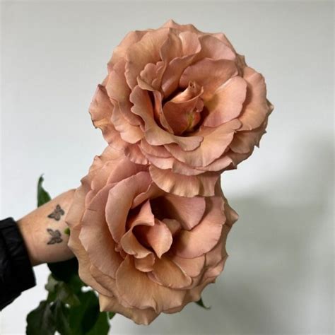 Moab Roses - Florabundance Wholesale Flowers