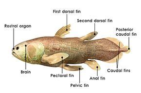 How the Coelacanth Works | HowStuffWorks