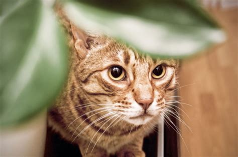 6 Ocicat Breeders - The List Of The Worthy Ones