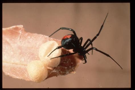 Redback spider bite - what to do | Western Australian Museum