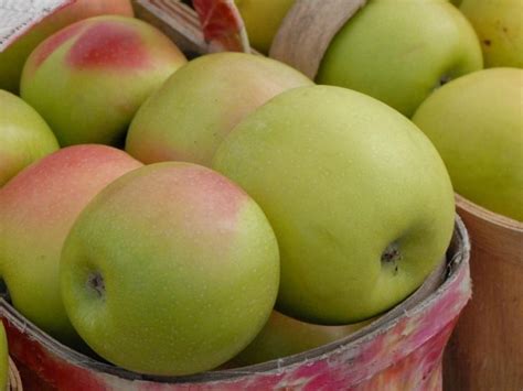 25 Common Types of Apples (Different Varieties) - Insanely Good