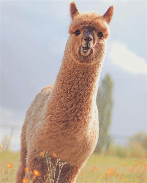 Half Camel Half Llama: The Unlikely Hybrid - debos