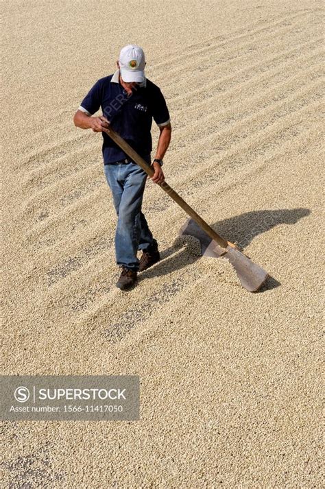 COSTA RICA, ALAJUELA, DOKA ESTATE, COFFEE PLANTATION, WORKERS TURNING DRYING COFFEE BEANS ...