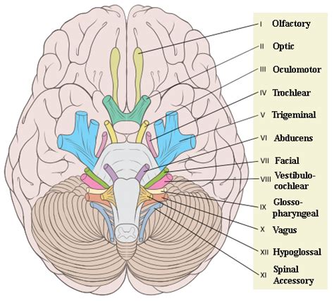 Cranial Nerve Anatomy and Nuclei | Nerve anatomy, Cranial nerves ...