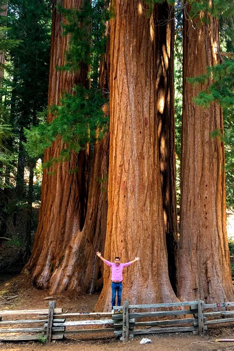 Visiting Sequoia National Park: Our California Road Trip — No Destinations