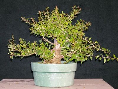 Developing Yaupon holly bonsai - a tale of when not to cut - Bonsai Tonight