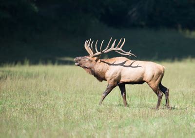 Elk Sounds - Learn the Different Elk Sounds and What They Mean - Elk ...