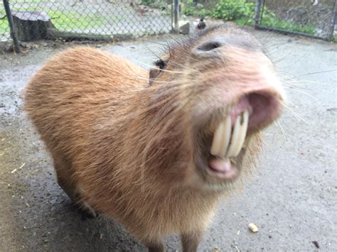 Capybara Mouth