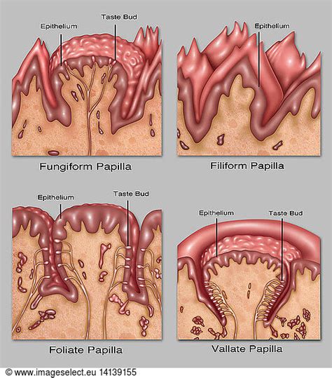 Four Types of Lingual Papilla Four Types of Lingual Papilla, Illustration,annotated ...