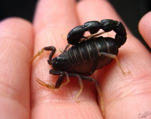 5 most dangerous Scorpions in Saudi Arabia - Life in Saudi Arabia