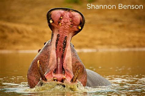 Is the Hippo One of Africa's Most Dangerous Animals? | Sun Safaris Travel Blog