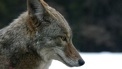 File:Coyote portrait.jpg - Wikipedia