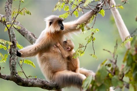 Fotos/Travel/Bhutan 2010/Golden Langur.20100424_0225