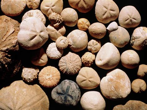 Macrophoto Of An Assortment Of Sea Urchin Fossils Photograph by Sinclair Stammers/science Photo ...