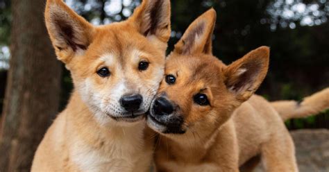 Taronga debuts two adorable Dingo pups | Taronga Conservation Society ...