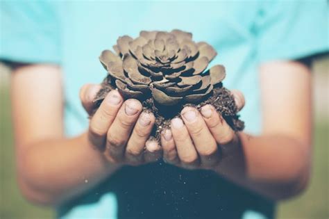 Premium Photo | Close-up of hand holding succulent plant