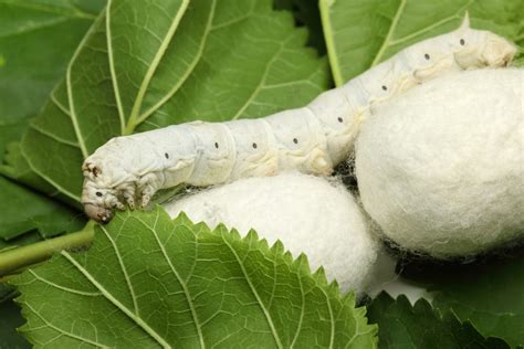 Silkworm Facts | CRITTERFACTS