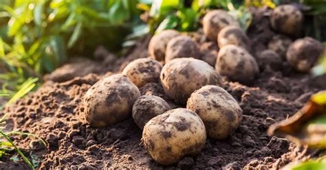 Potato Plant Spacing: How Far Apart to Plant? | TheBestGardeningInfo