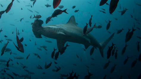 Florida fishermen help injured hammerhead shark deliver 20 pups on ...