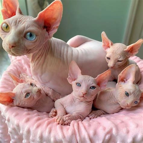 My Daughter Researched That A Sphynx Is The Best Cat For Our Family And ...