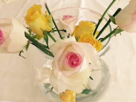 Free Images : white, petal, yellow, pink, floristry, flowering plant ...