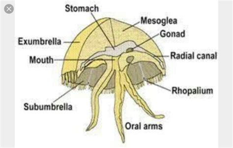 diagram of mesoglea with labelling - Brainly.in