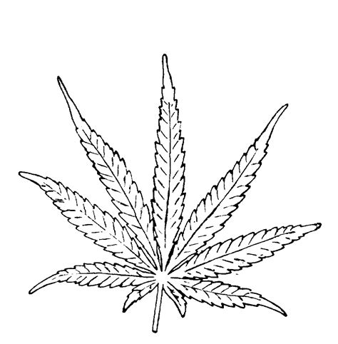 Marijuana Leaf Drawing at GetDrawings | Free download