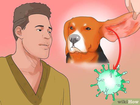 วิธีวินิจฉัยการติดเชื้อที่หูใน Beagles