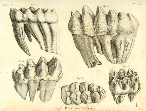 George Washington's Mastodon Tooth · George Washington's Mount Vernon