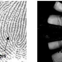 (PDF) Personal Identification and Verification using Palm Print Biometric