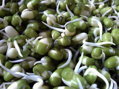 How to Grow Bean Sprouts - Grow Healthy Vegetables In A Jar!