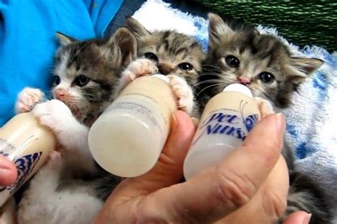 Kittens! Kittens! Kittens! Baltimore Humane Society Hosting Kitten ...