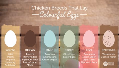 Easter Egger Chicken Egg Color Chart – Theme Route