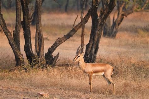 Chinkara Images – Browse 201 Stock Photos, Vectors, and Video | Adobe Stock