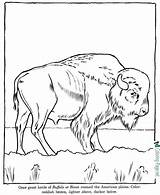 Buffalo Coloring Pages Zoo sketch template