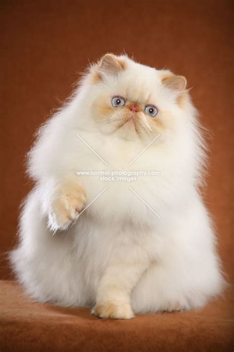 Persian Cat Tail Length - Pets Lovers