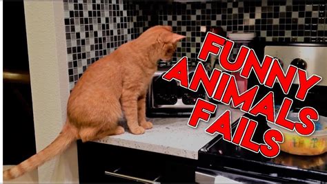 🐈 NEW Funny Cats Fails Compilation 2017 HD | Epic Funny Animals Fails Video || PRANK.Kanal - YouTube