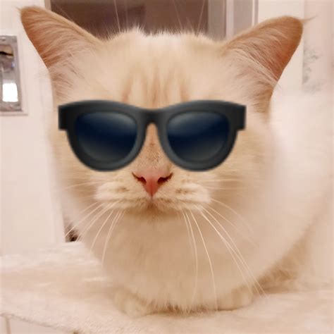 Cat with Sunglasses Emoji Blank Template - Imgflip