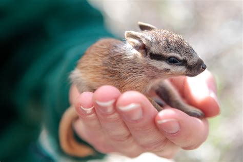 Numbat | Perth Zoo