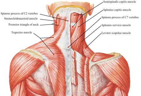 Posterior neck muscles. Activated in neck extension (extensors ...