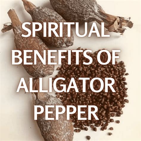 Spiritual Benefits Of Alligator Pepper And How To Use It