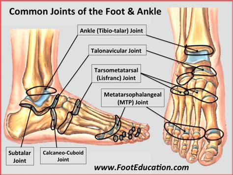 Bones and Joints of the Foot and Ankle Overview - FootEducation