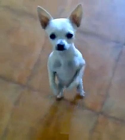 Funny Dog Dancing - Wise Puppy