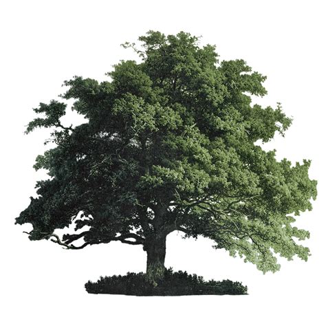 Set of oak trees template | Royalty free illustration - 2187034