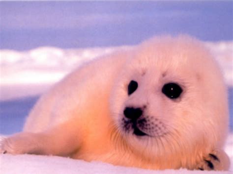 🔥 Download Baby Seal Animals Wallpaper Pictures To Pin by @ashleycurtis | Baby Animals ...
