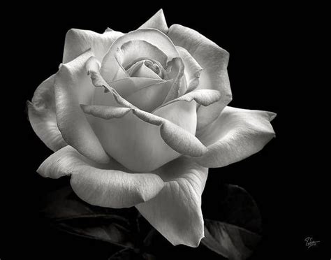 Perfect Rose in Black and White Art Print by Endre Balogh in 2021 ...