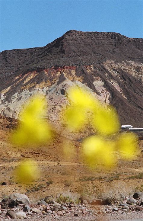 Death Valley Superbloom