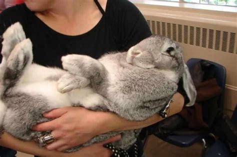 Flemish Giant Rabbit: Appearance, Lifespan, Temperament, Care Sheet